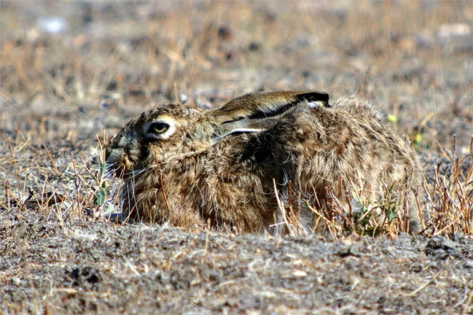 Liebre común (Lepus europaeus)